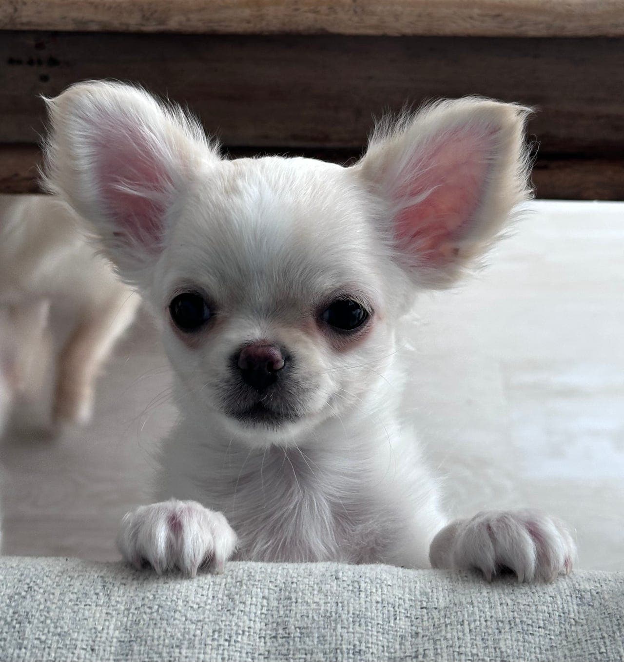 Tre små sjarmtroll  🤎