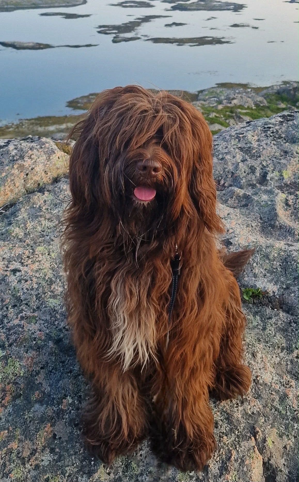 Schapendoes venter i slutten av April