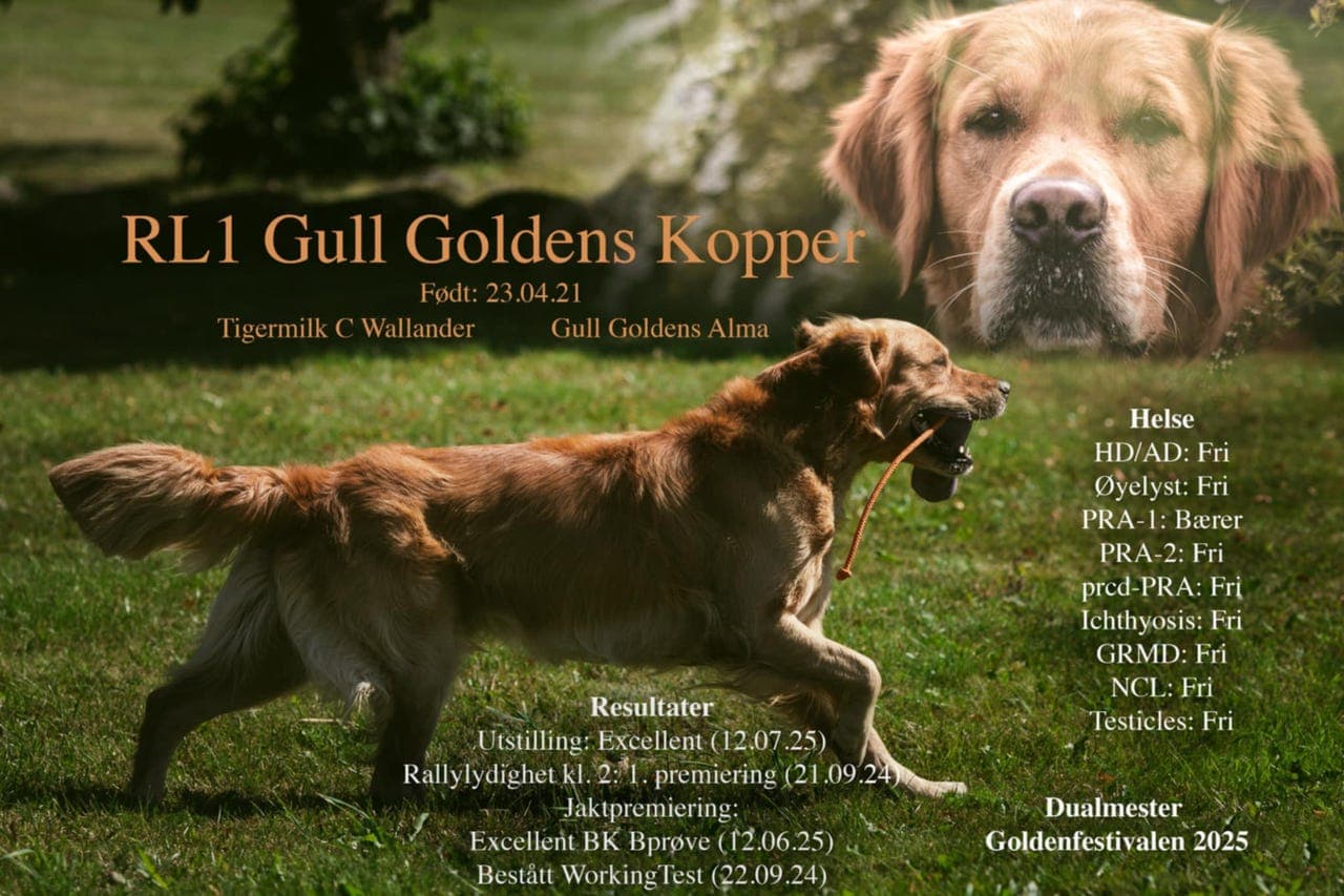 Golden retriever av jaktlinjer