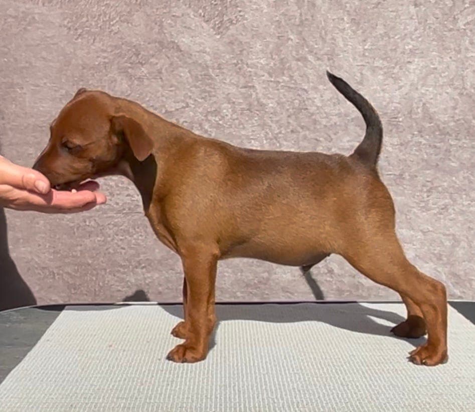 Dvergpinscher -  leveringsklar.