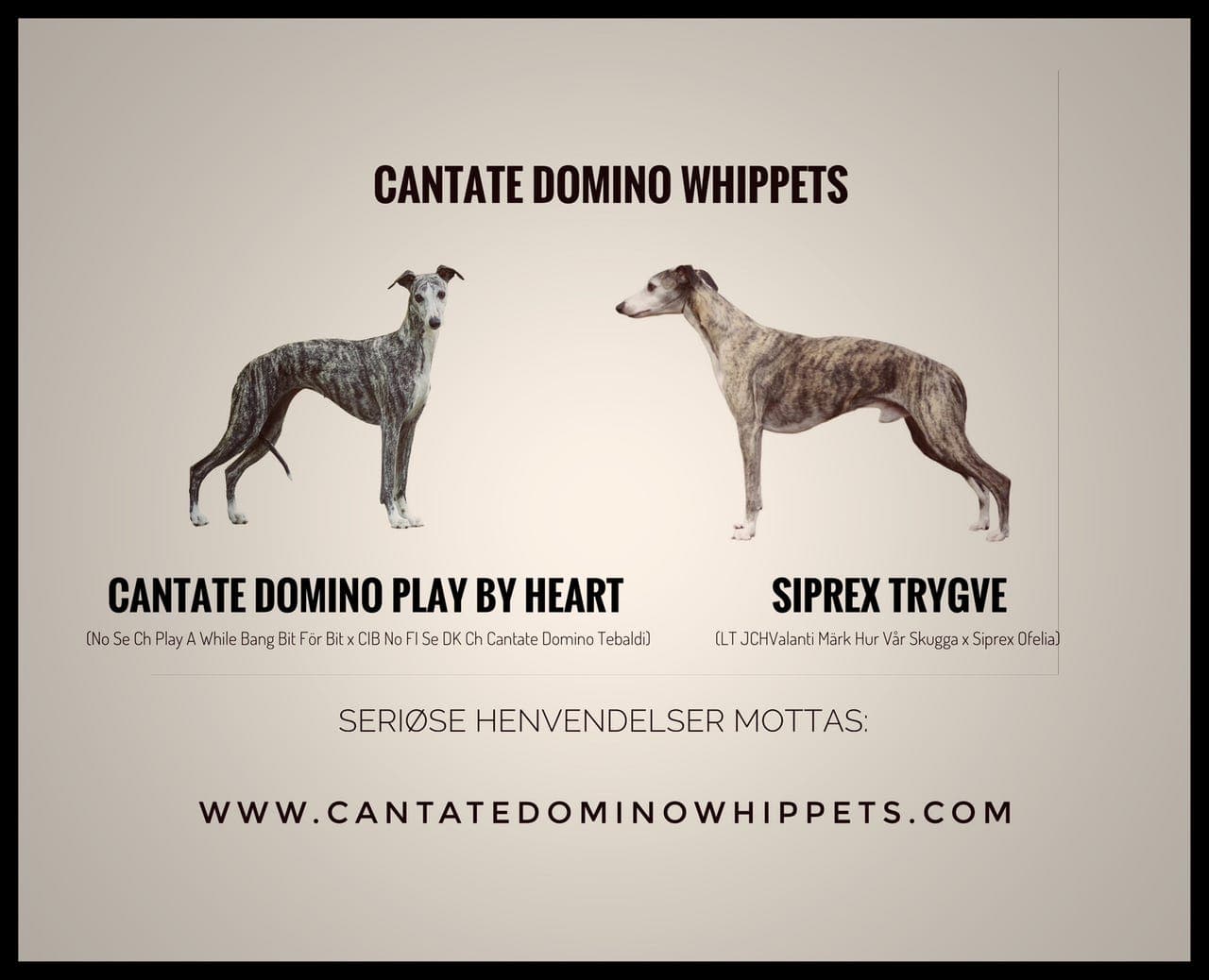 Herlige whippetvalper!