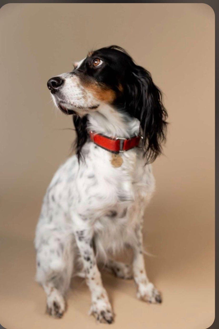 Engelsk Setter valper