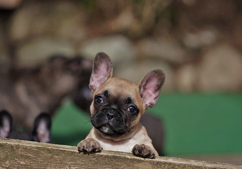 Fransk Bulldog valper