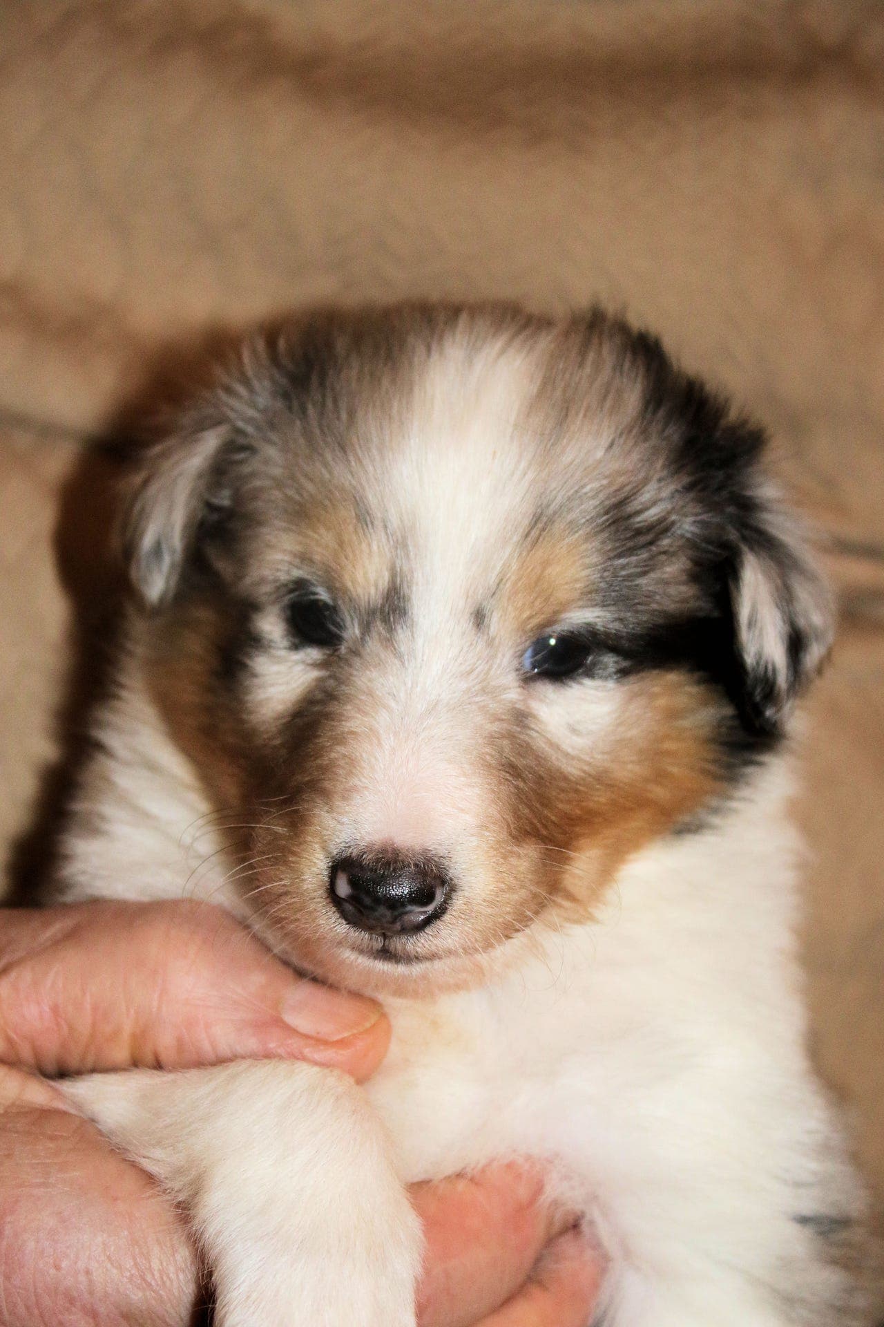 Shetland Sheepdog-valper