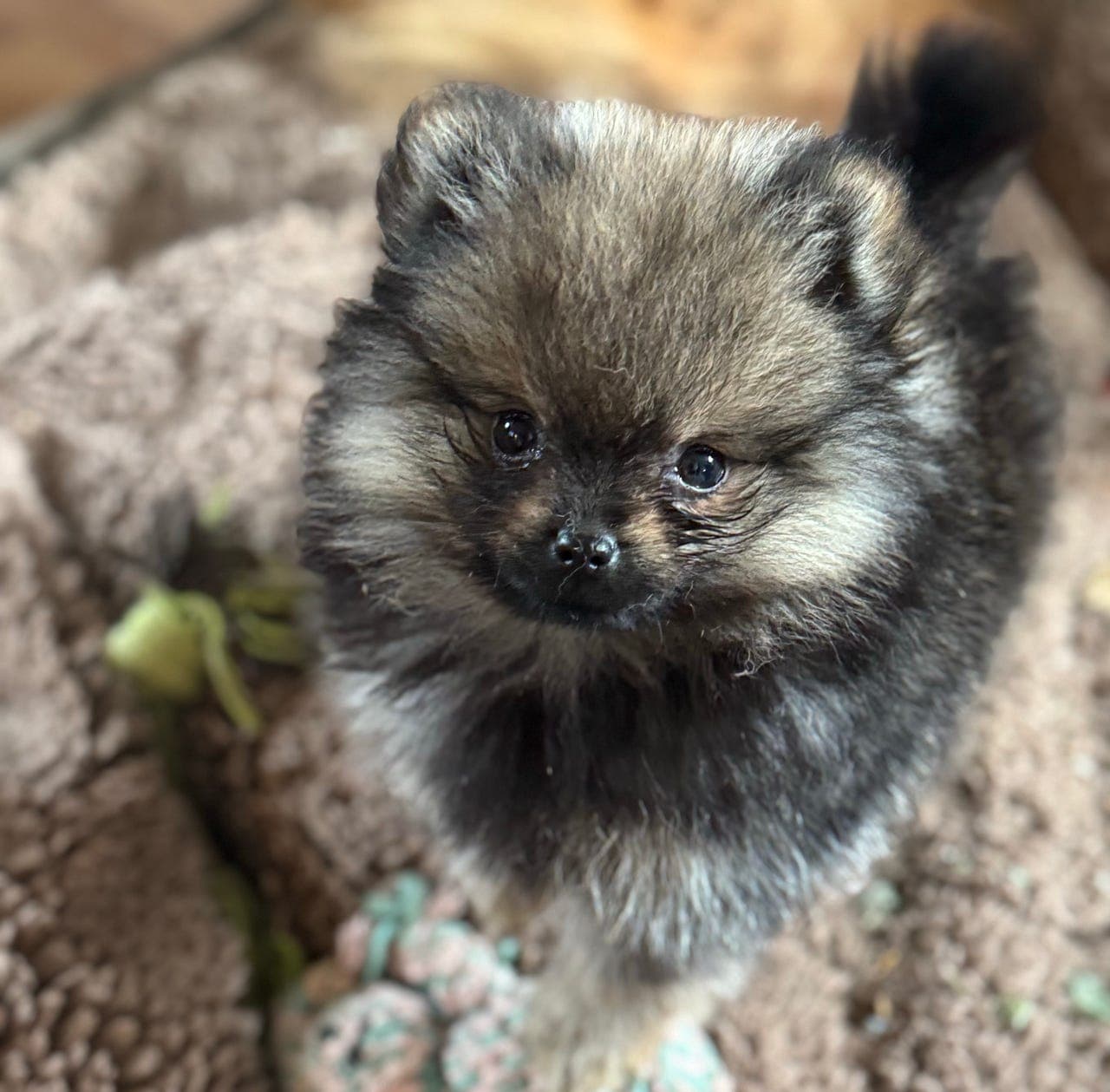 Pomeranian med stamtavle.