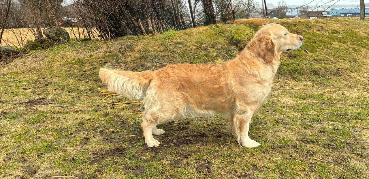 Golden retriever valper født 🇳🇴 17.05. Hann og tispe ledig 🥰