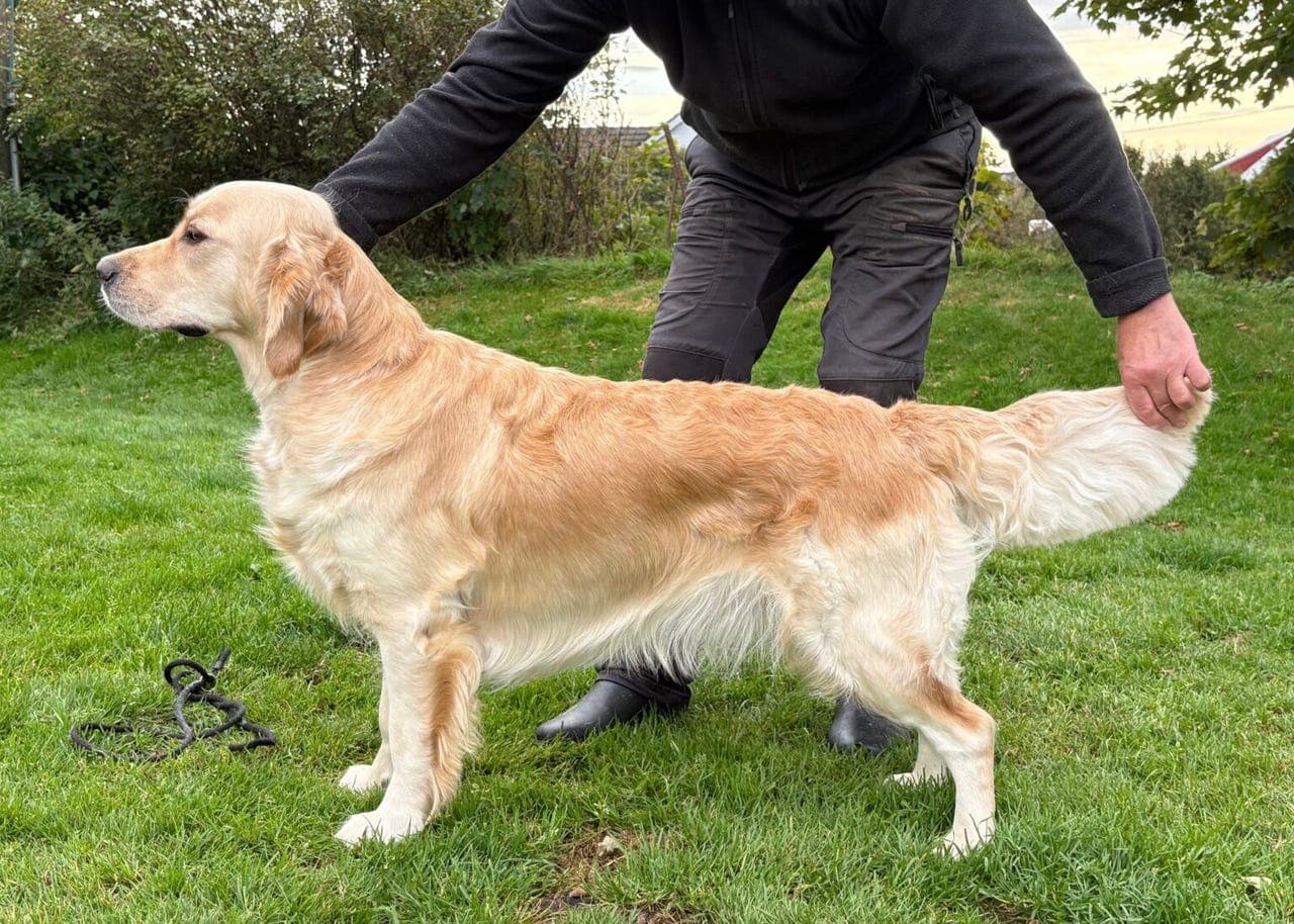Golden retriever valper 🥰 født 08.07.