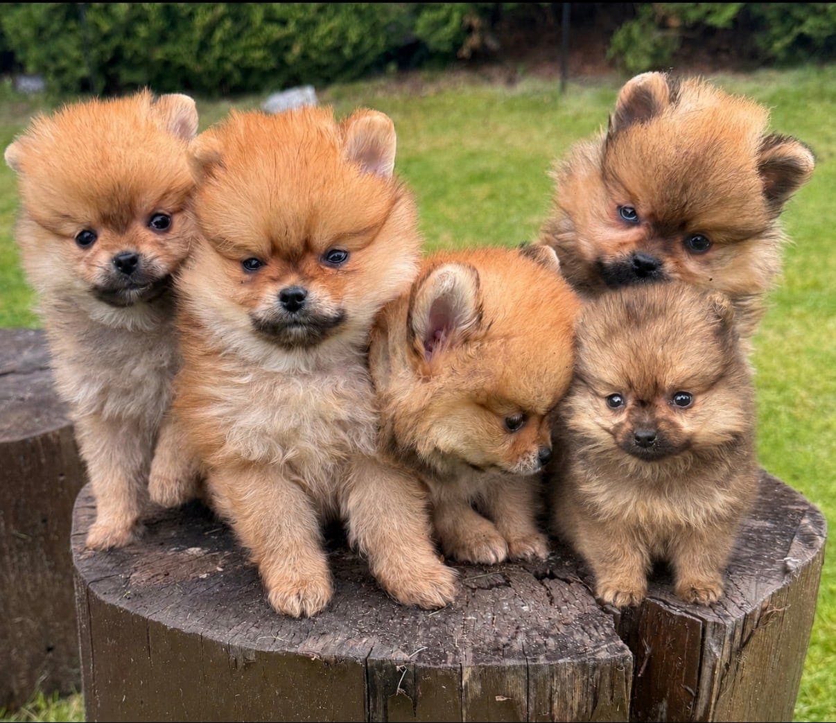 Flotte  Pomeranian valper 🐶