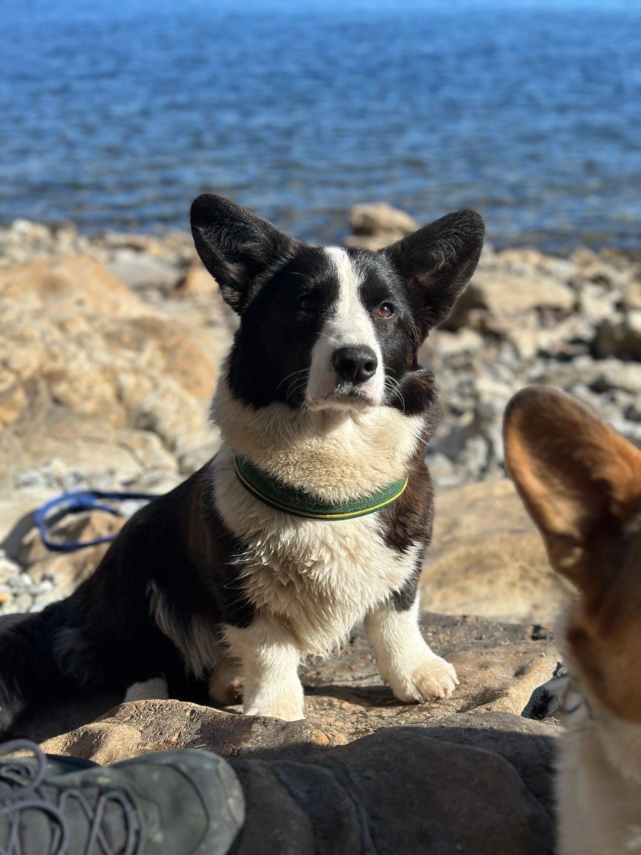 Welsh Corgi Cardigan Tispe