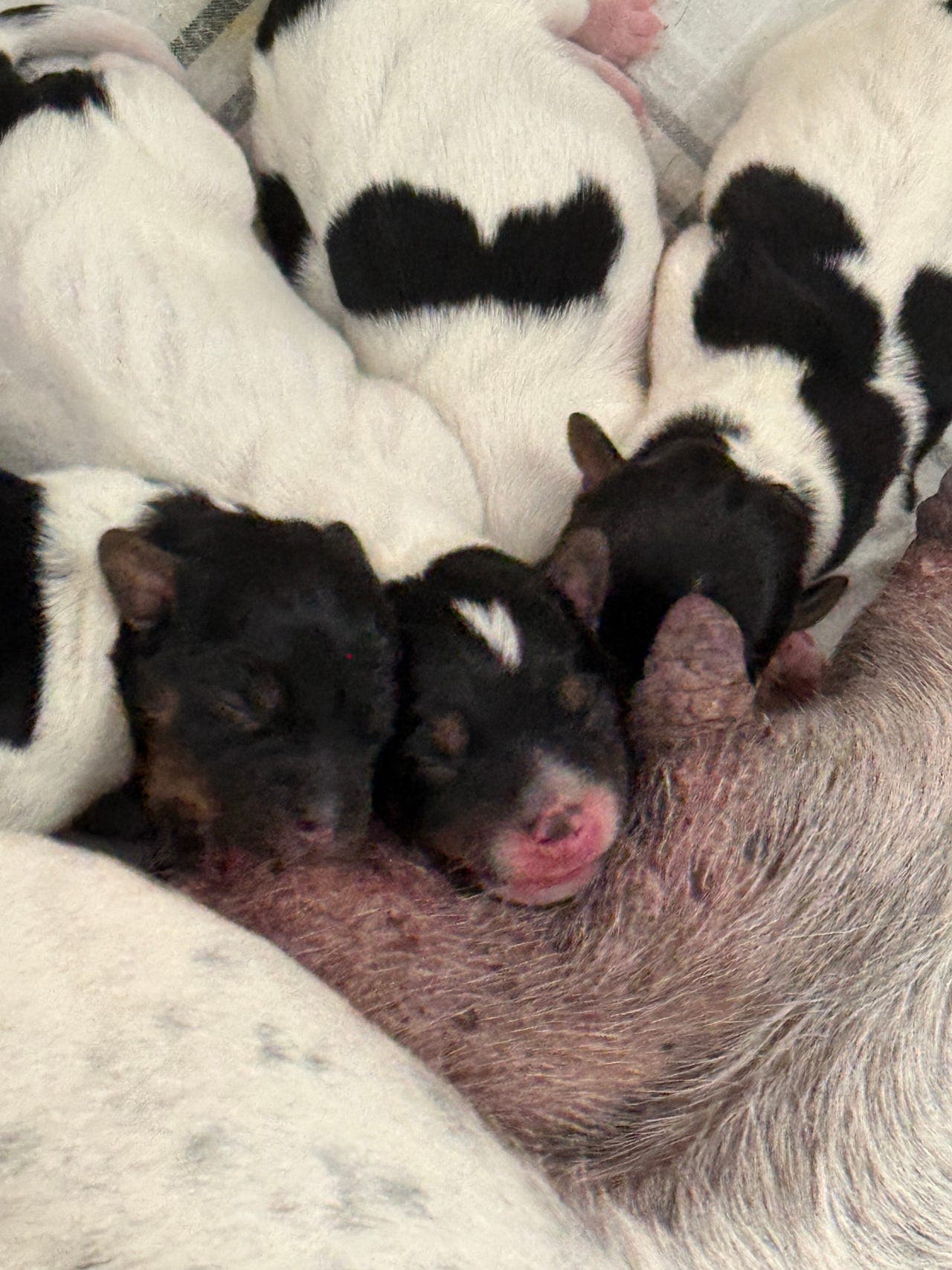 🐾 Dansk-svensk gårdshund valper til salgs 🐾