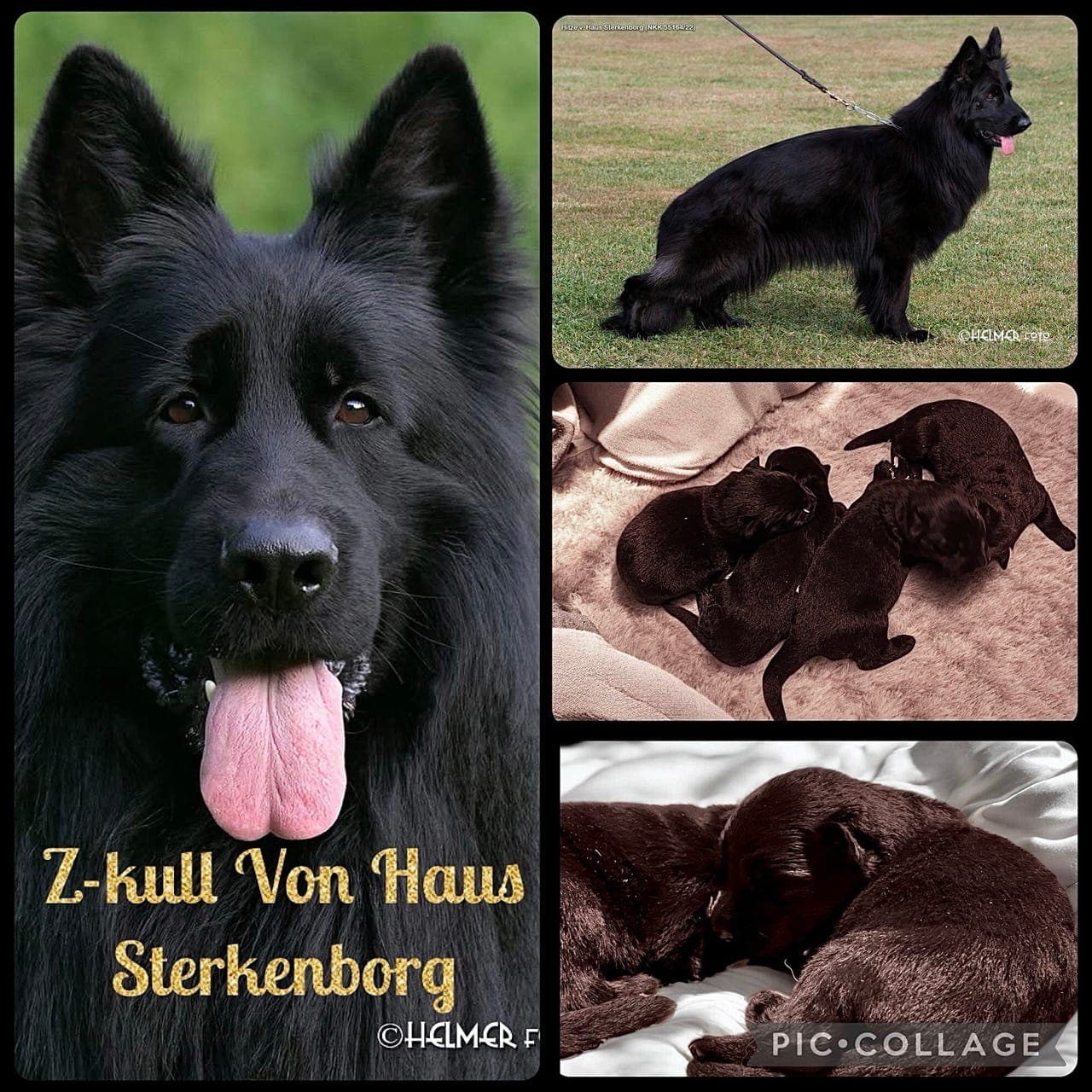 Helsort langhåret Schäfer valp ledig🖤