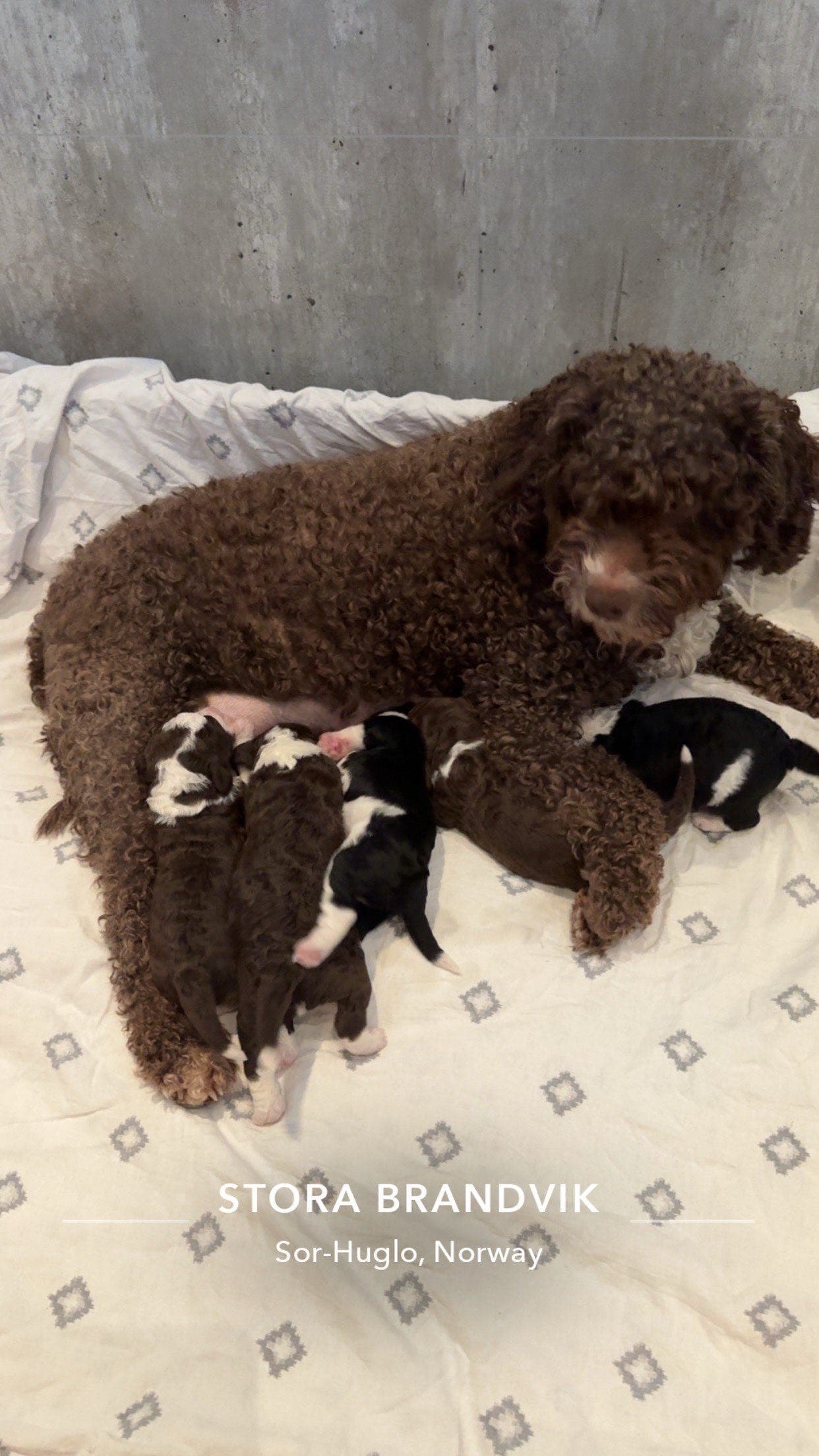 Spansk Vannhund valper