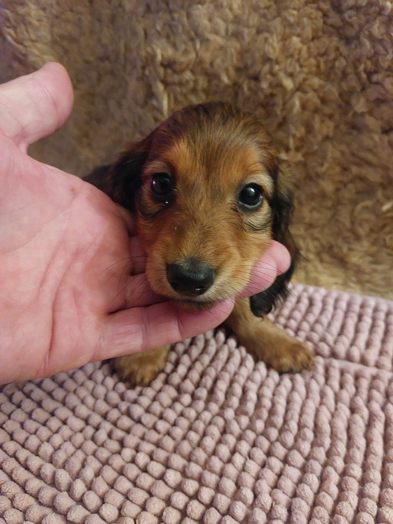 Standard  Dachs Gutt " Rocky " søker familie  etter Påsken