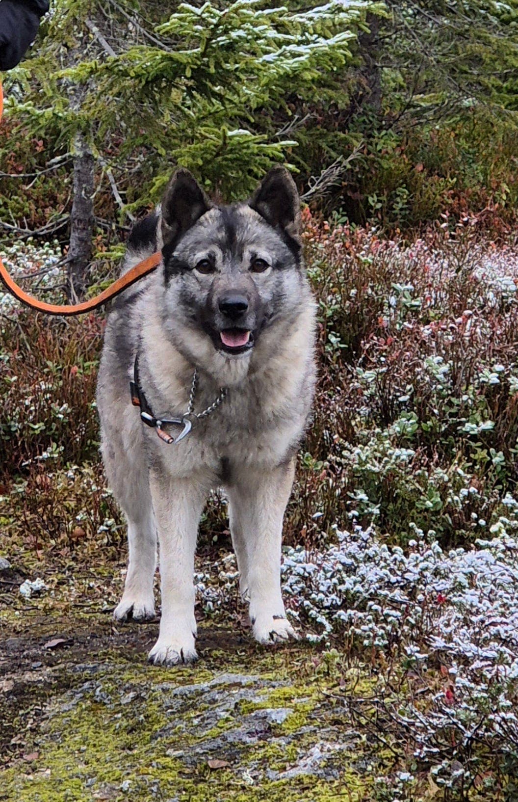 Norsk Elghund Grå, valper