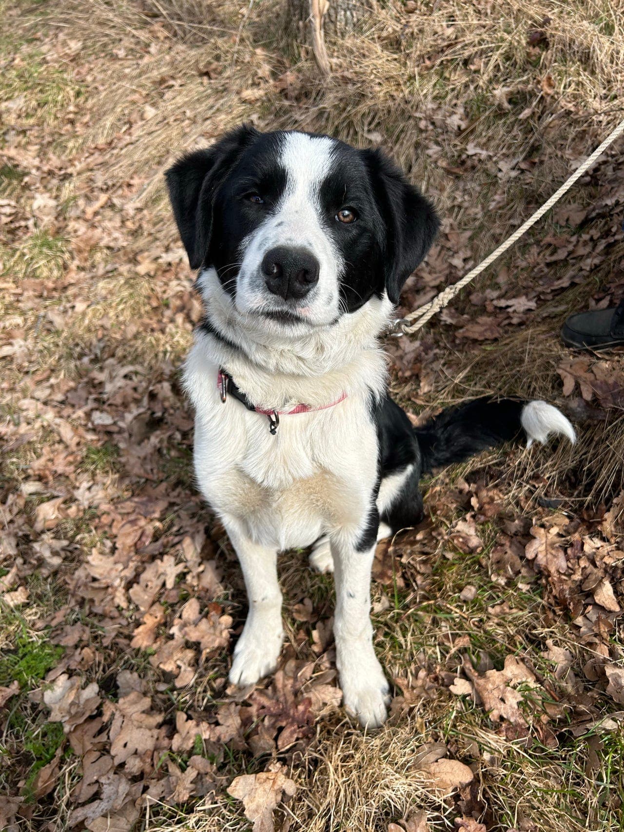 Border collie unghund