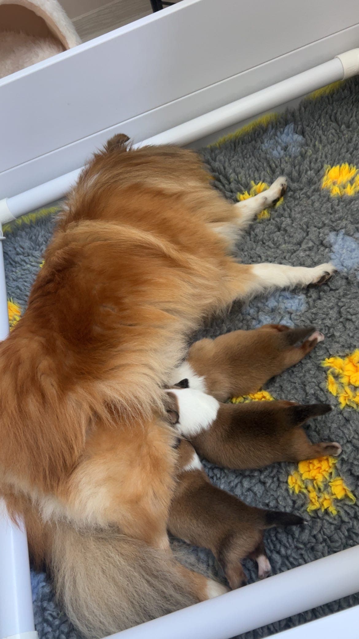 Shetland shepdog valper