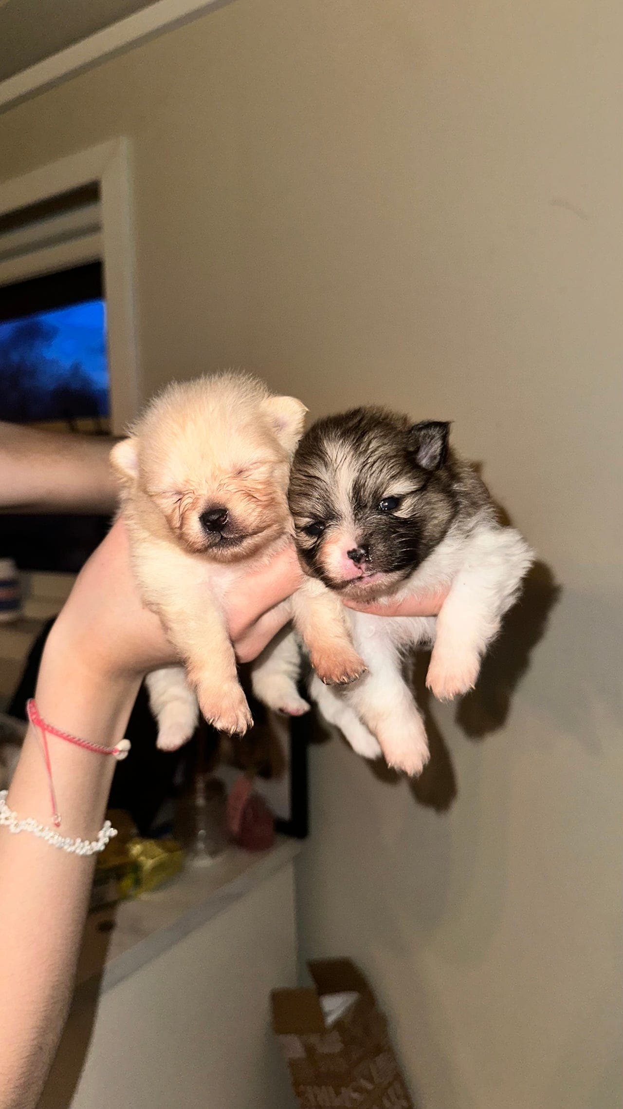 Renraset Pomeranian valper selges