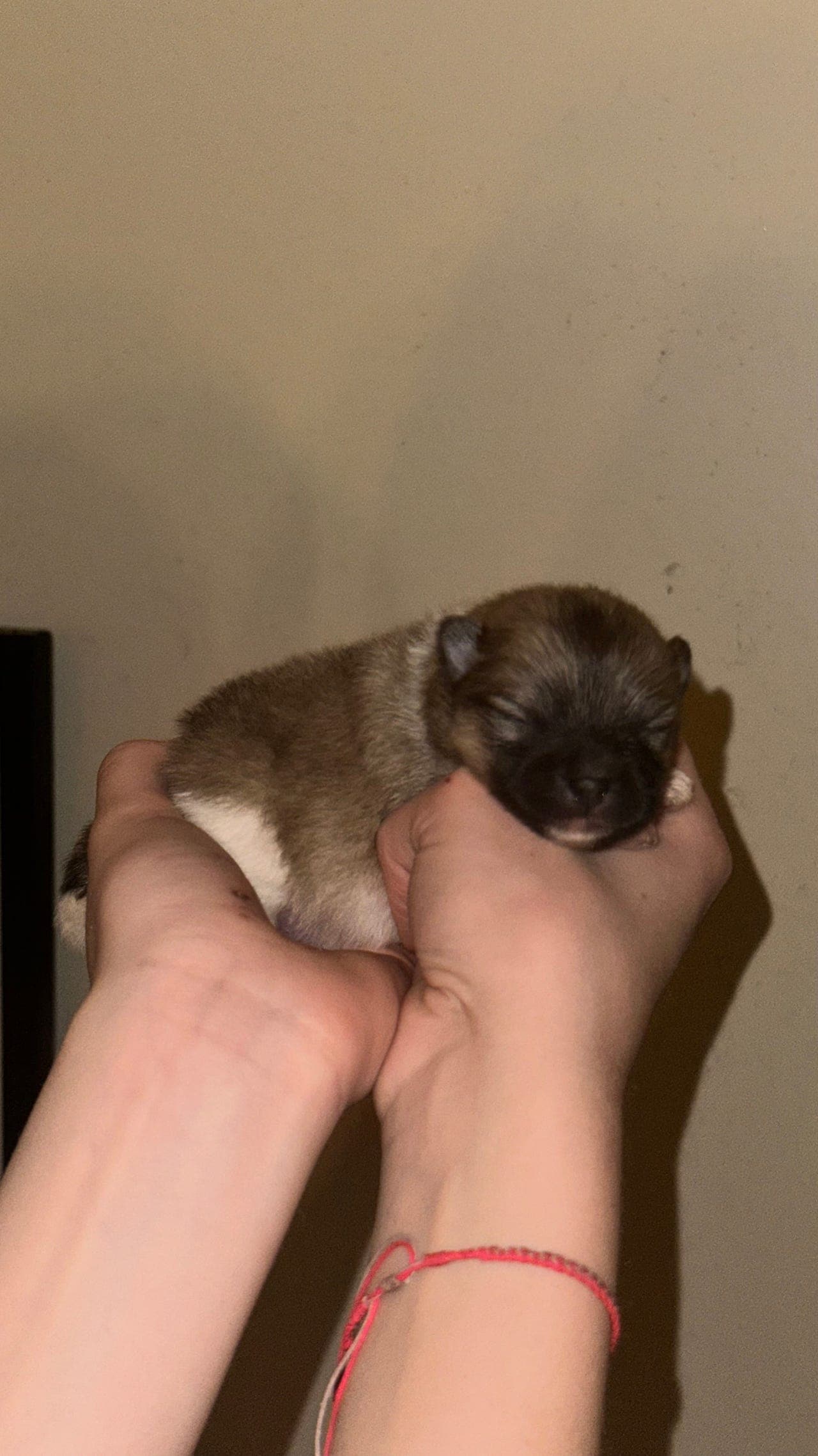 Renraset Pomeranian valper selges