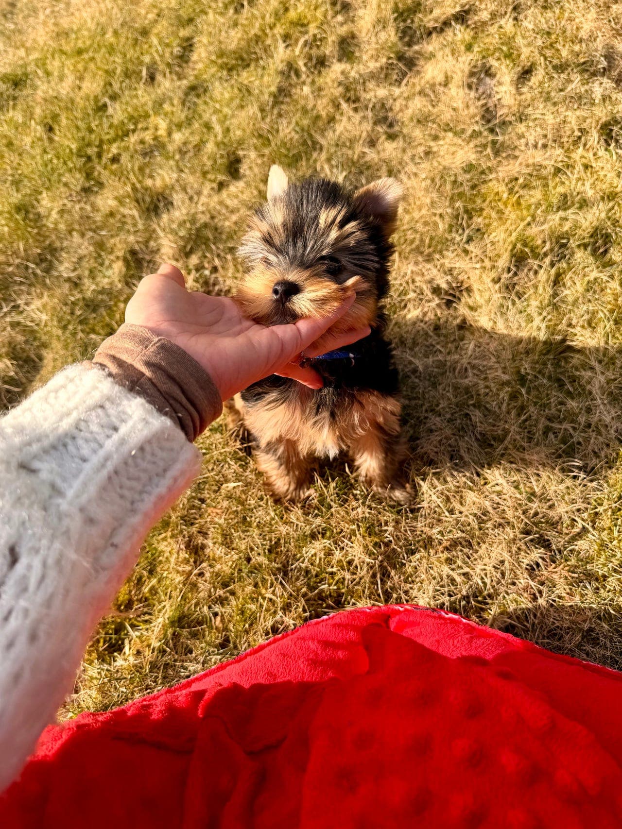 Nydelig Yorkshire terrier gutt, reg. i NKK
