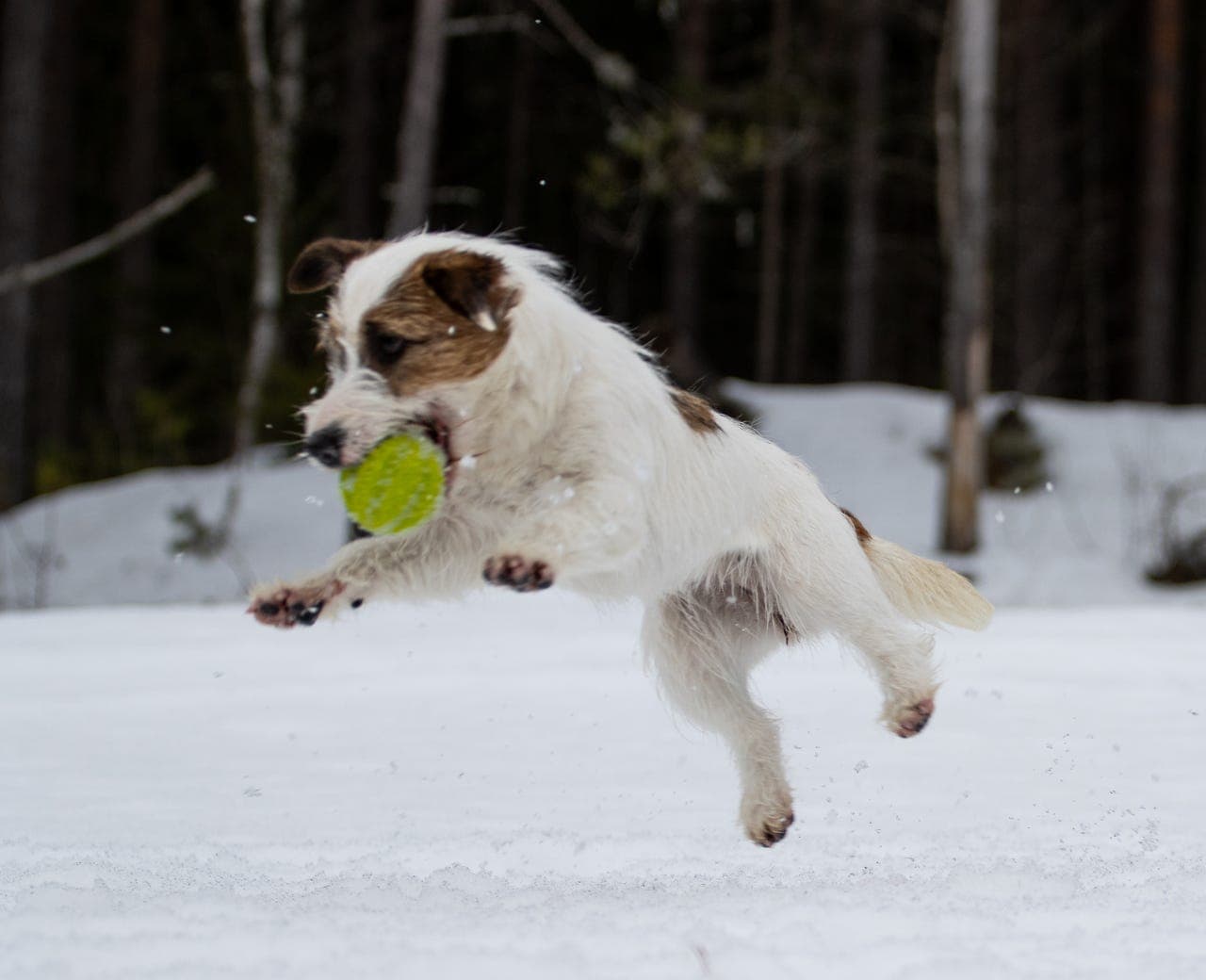 NKK.-registrert tispe