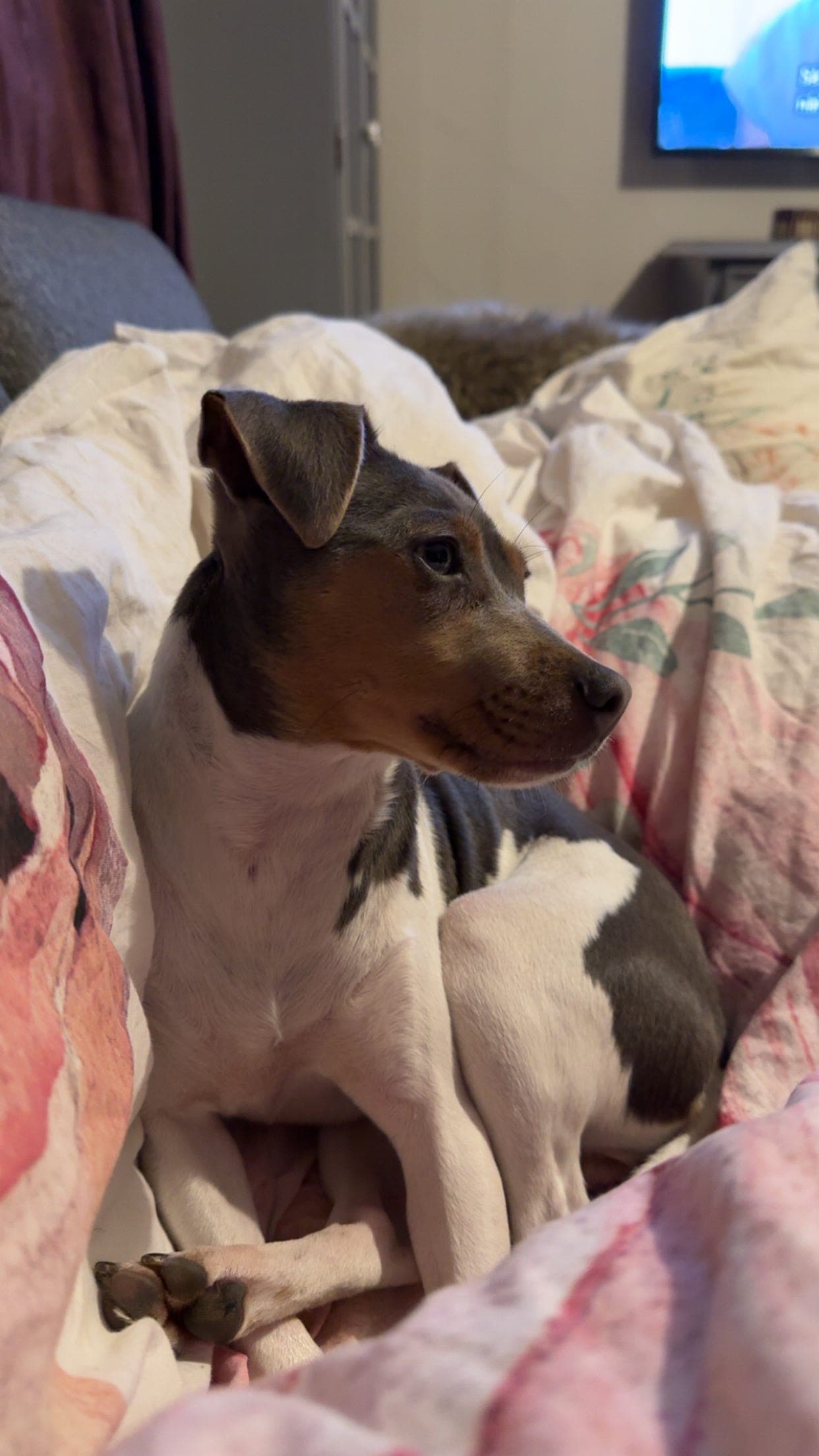 Terrier brasileiro tispe, NKK reg