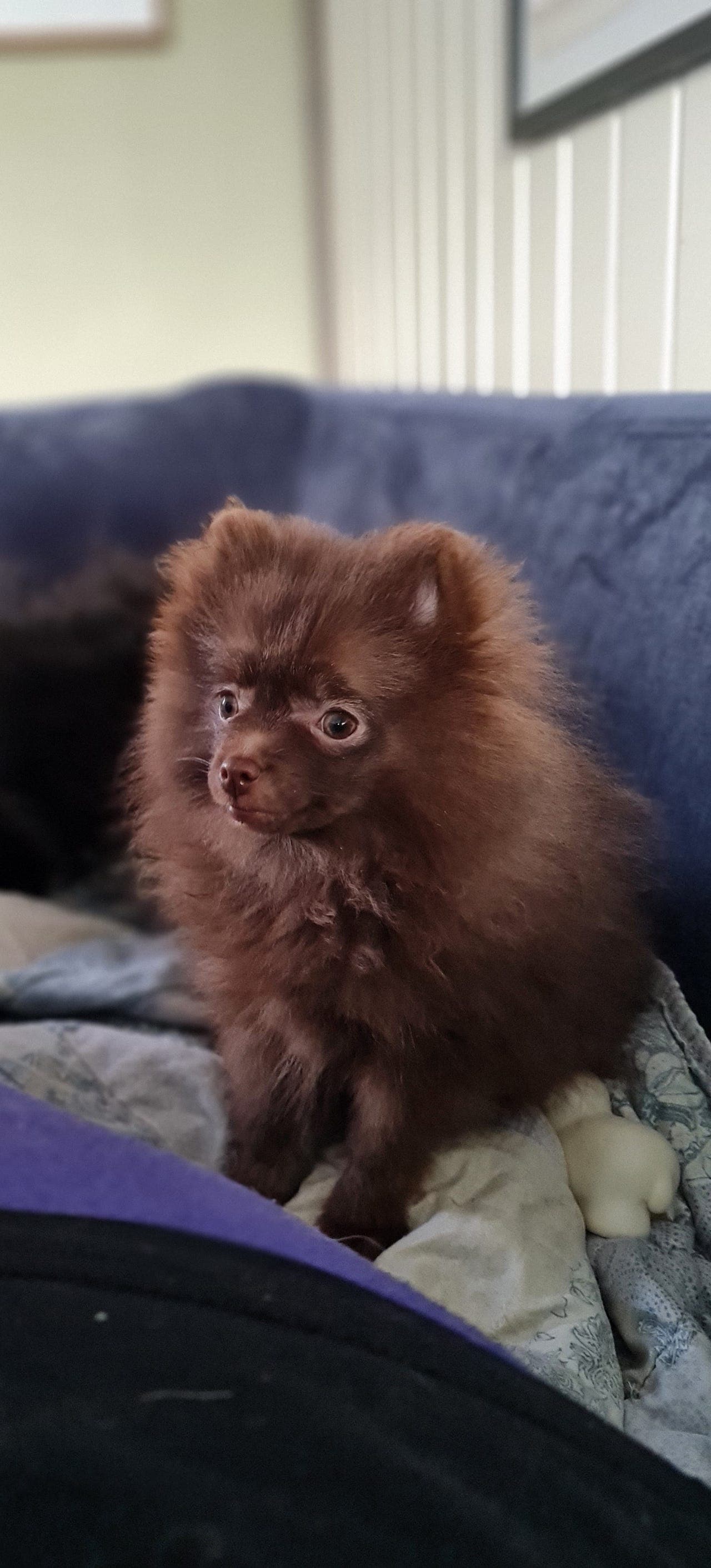 100% Kleinspitz valper til salgs