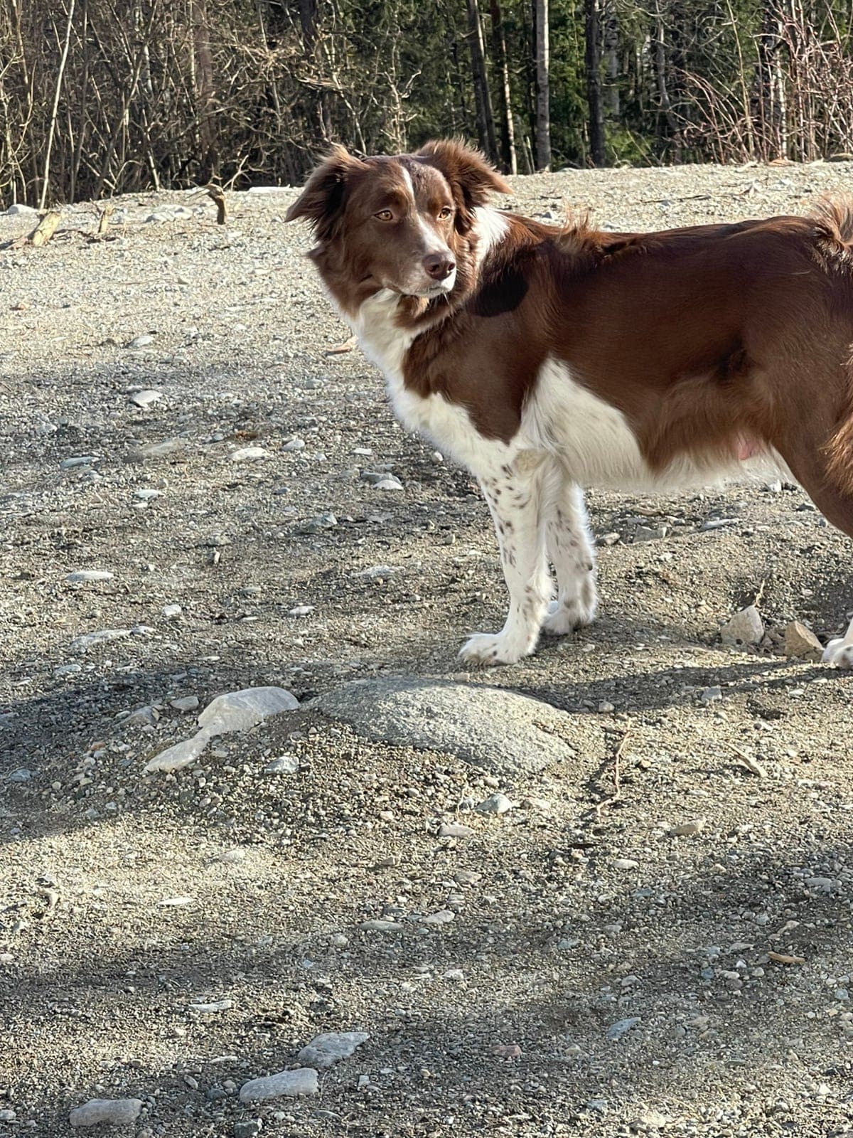 Border collie Valpe ventes i slutten av mai starten av juni