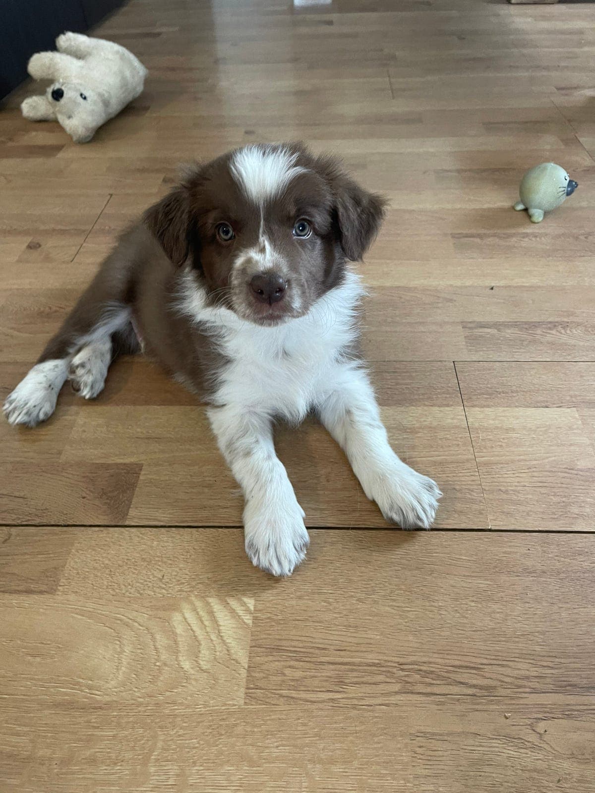 Border collie Valper NKK reg og leveringsklare i slutten av mai starten av juni
