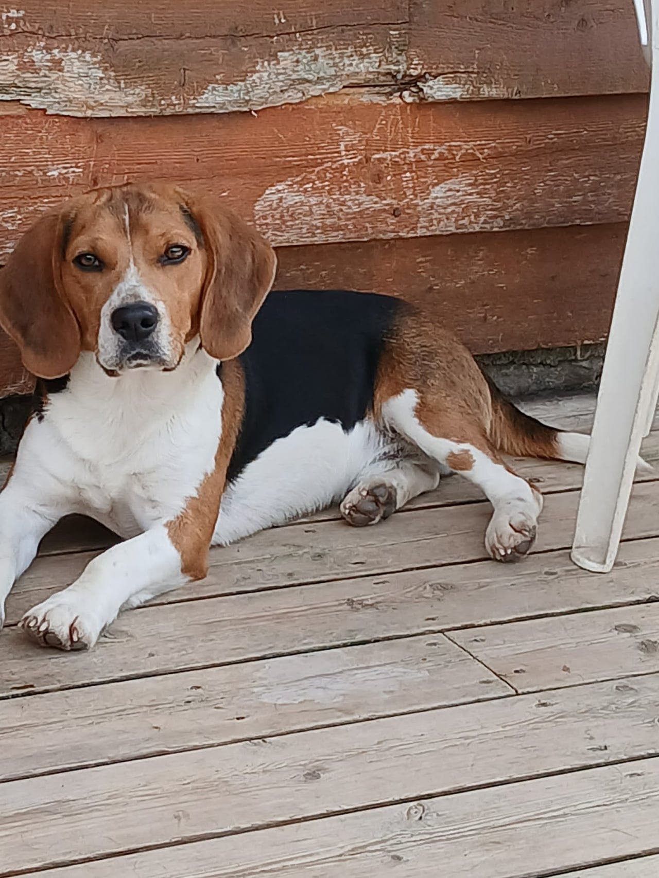 Snill beagle gutt