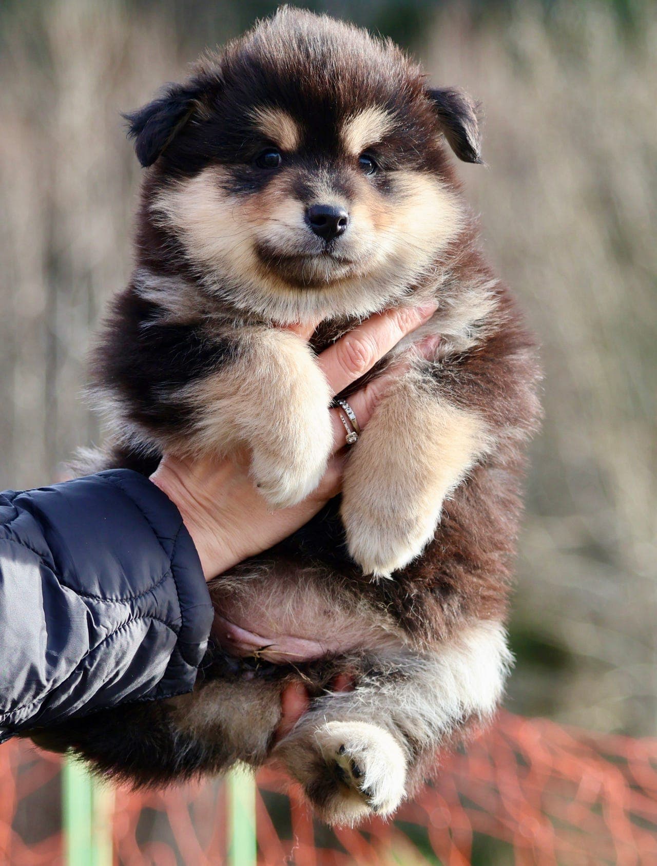 Finsk lapphund tispe til salgs