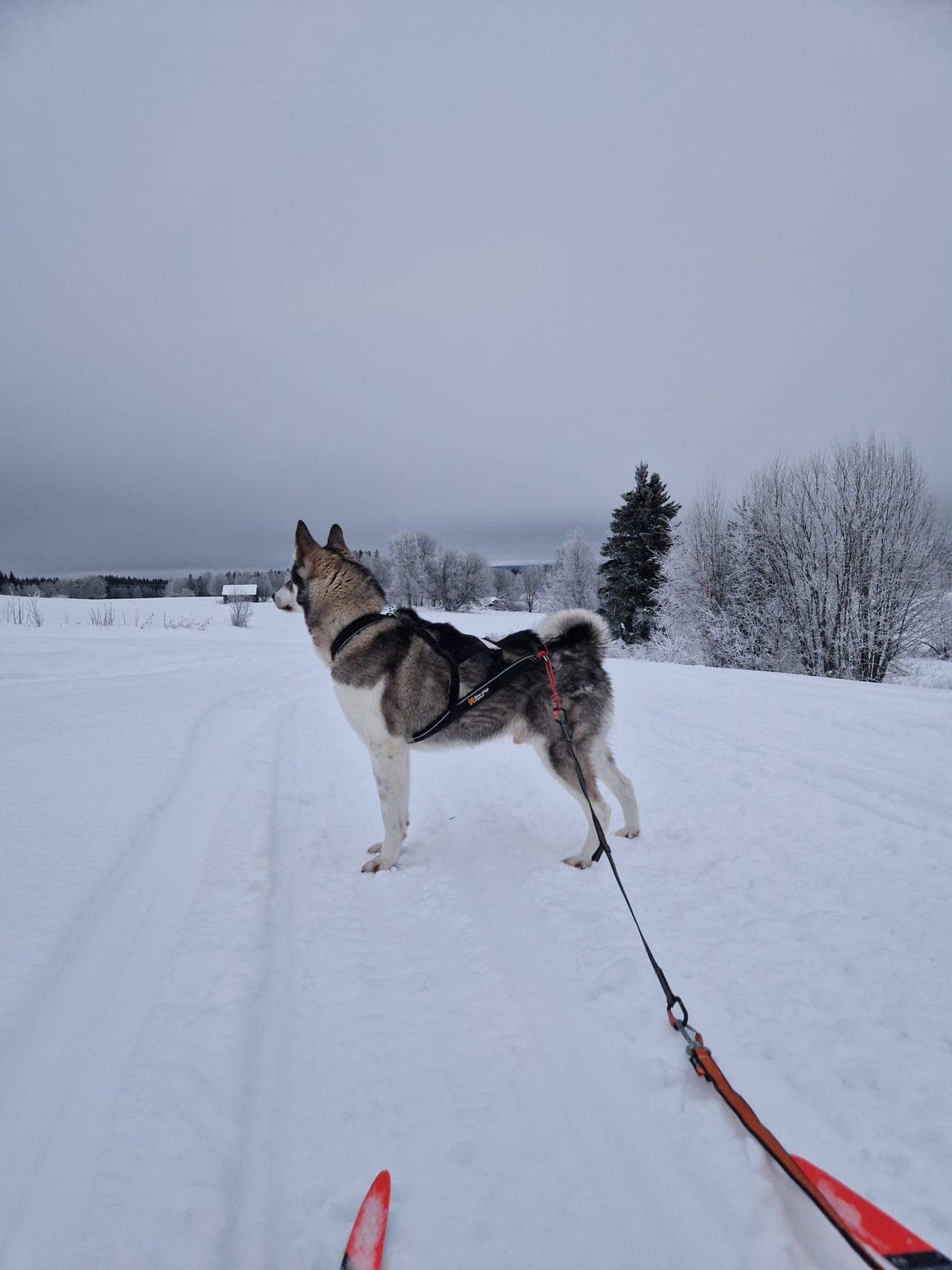 Vestsibirsk laika, 3 år – omplasseres - kun til erfarent jakthjem