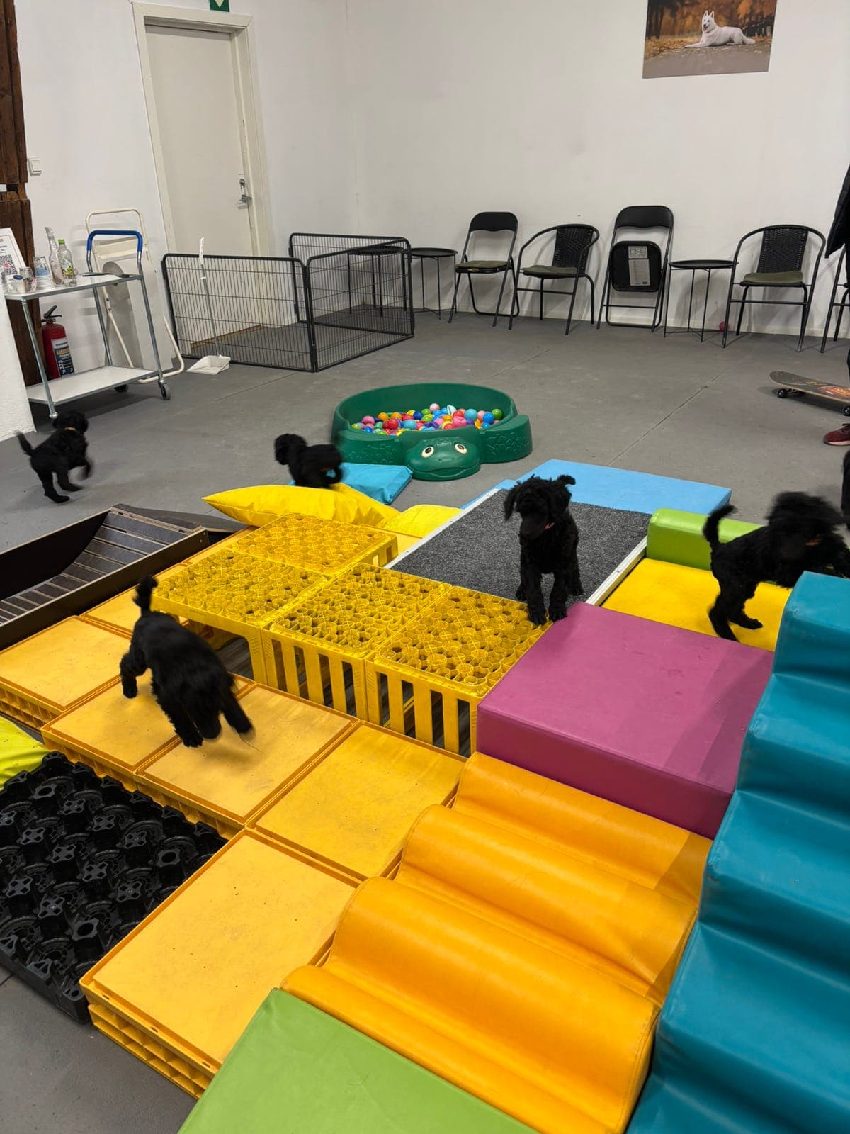 Storpuddel/Stor Puddel/Kongepuddel valper