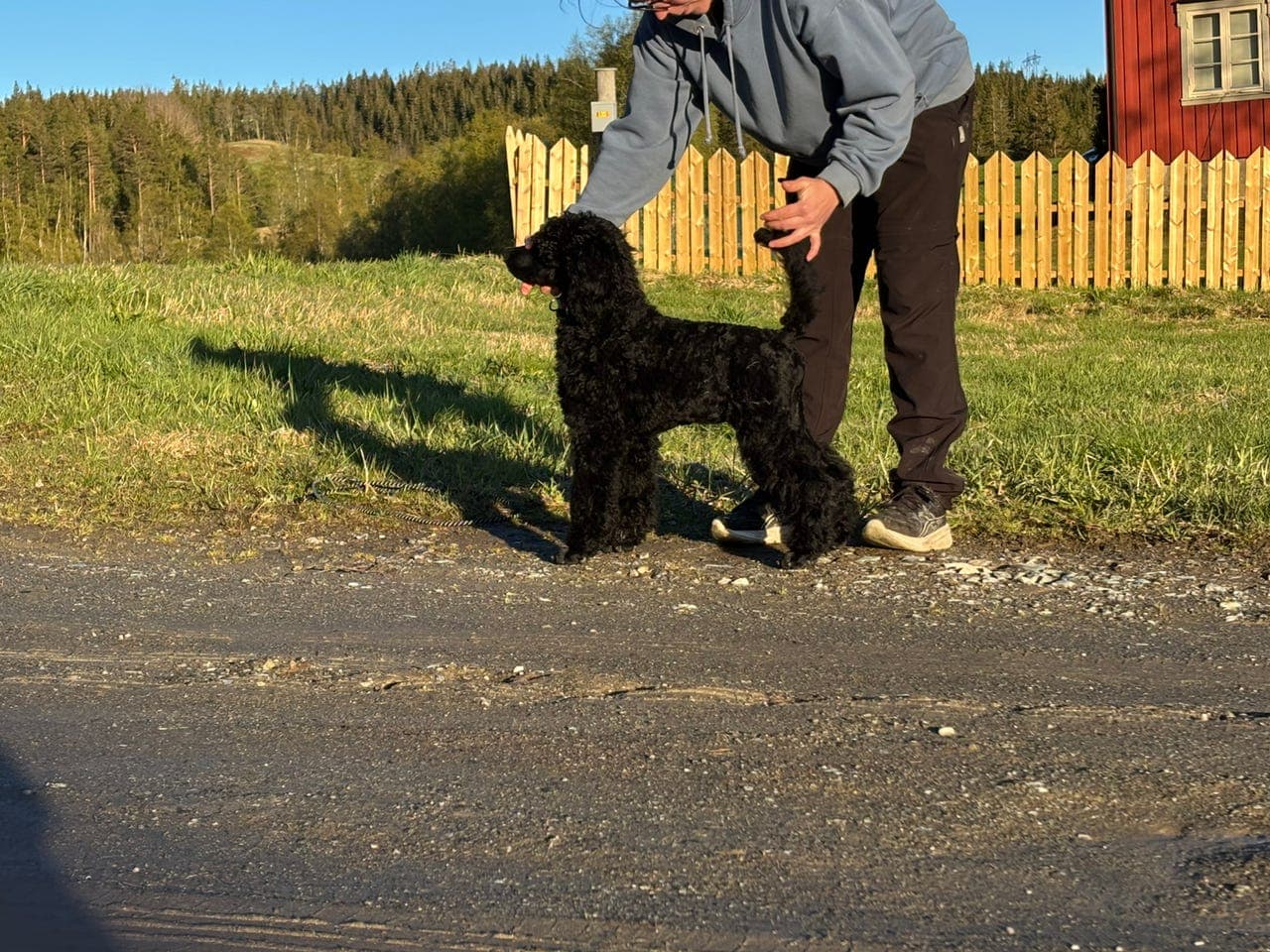 Storpuddel/Stor Puddel/Kongepuddel valp