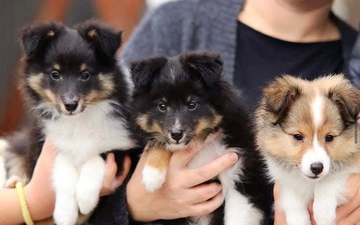 Shetland Sheepdog valper