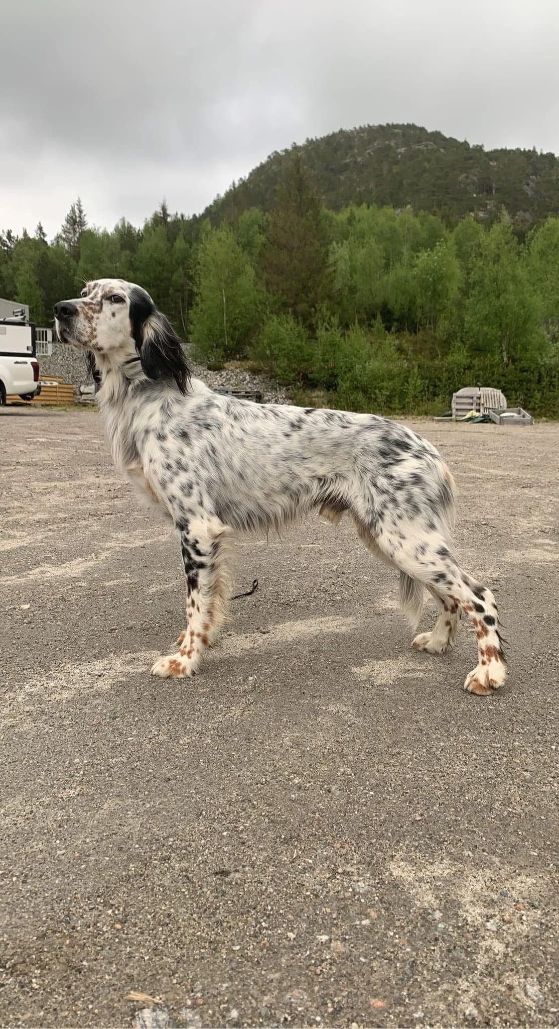 🐾 Engelsk Setter valper ventes våren 2026 🐾Drektighet bekreftet🐶