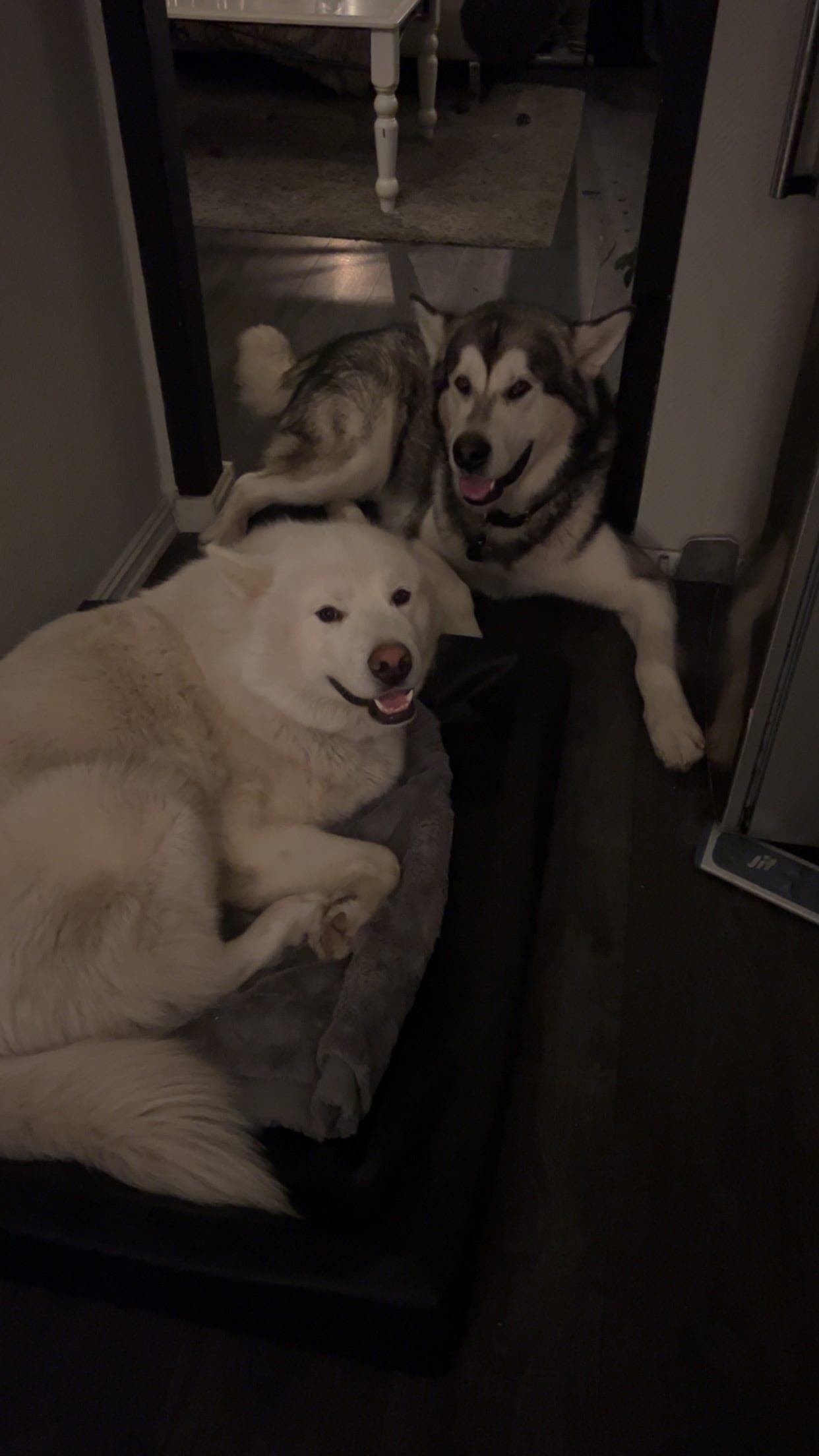 2 Alaska Malamuter omplasseres