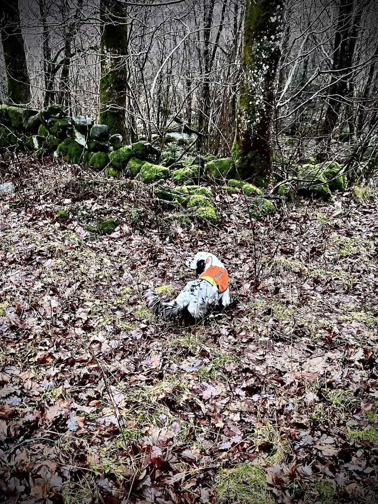 Engelsk Setter valper