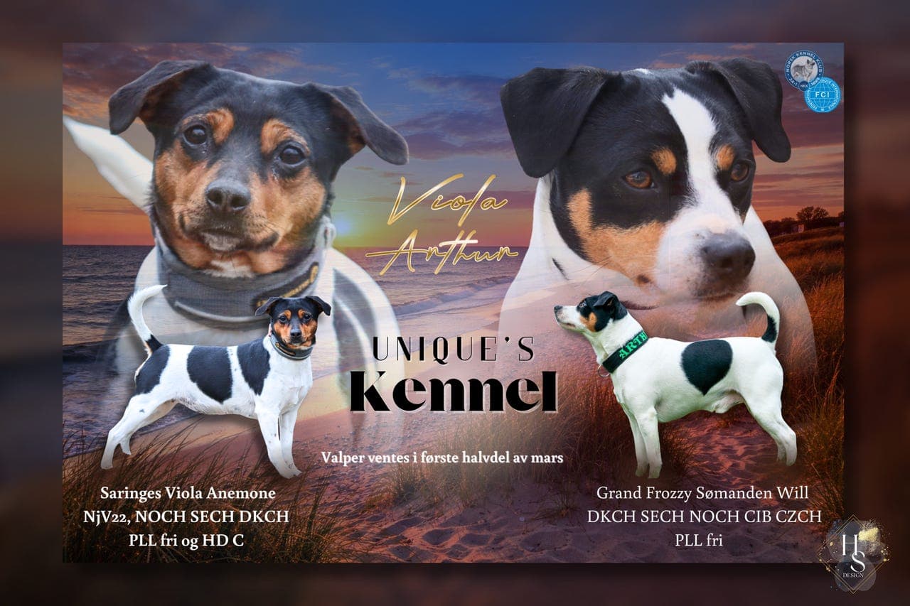 Dansk-Svensk Gårdshund født 13.03.26