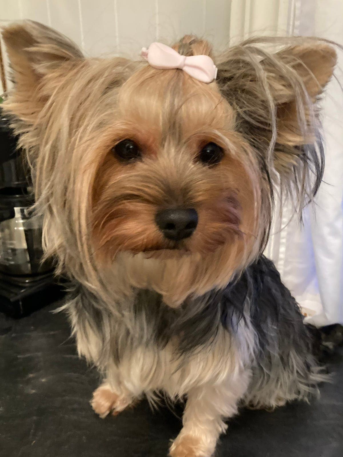 Stor og snill Yorkshire terrier tispe selges.
