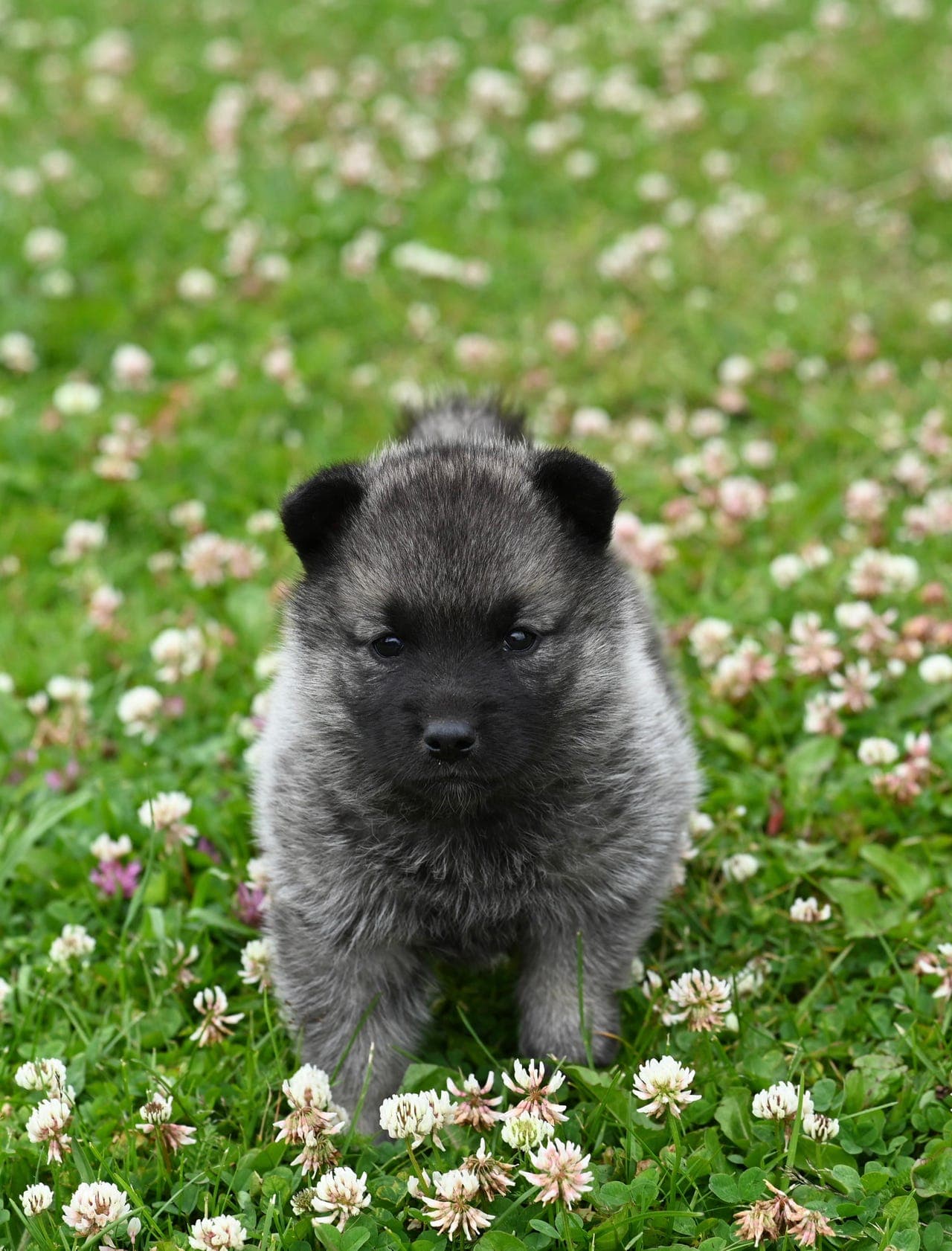Valper Norsk elghund grå