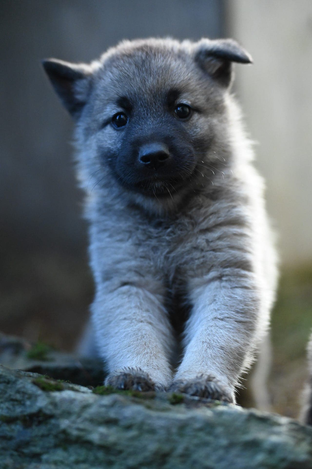 Valper Norsk elghund grå