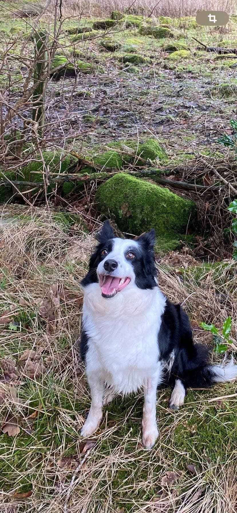 Border Collie gis bort.