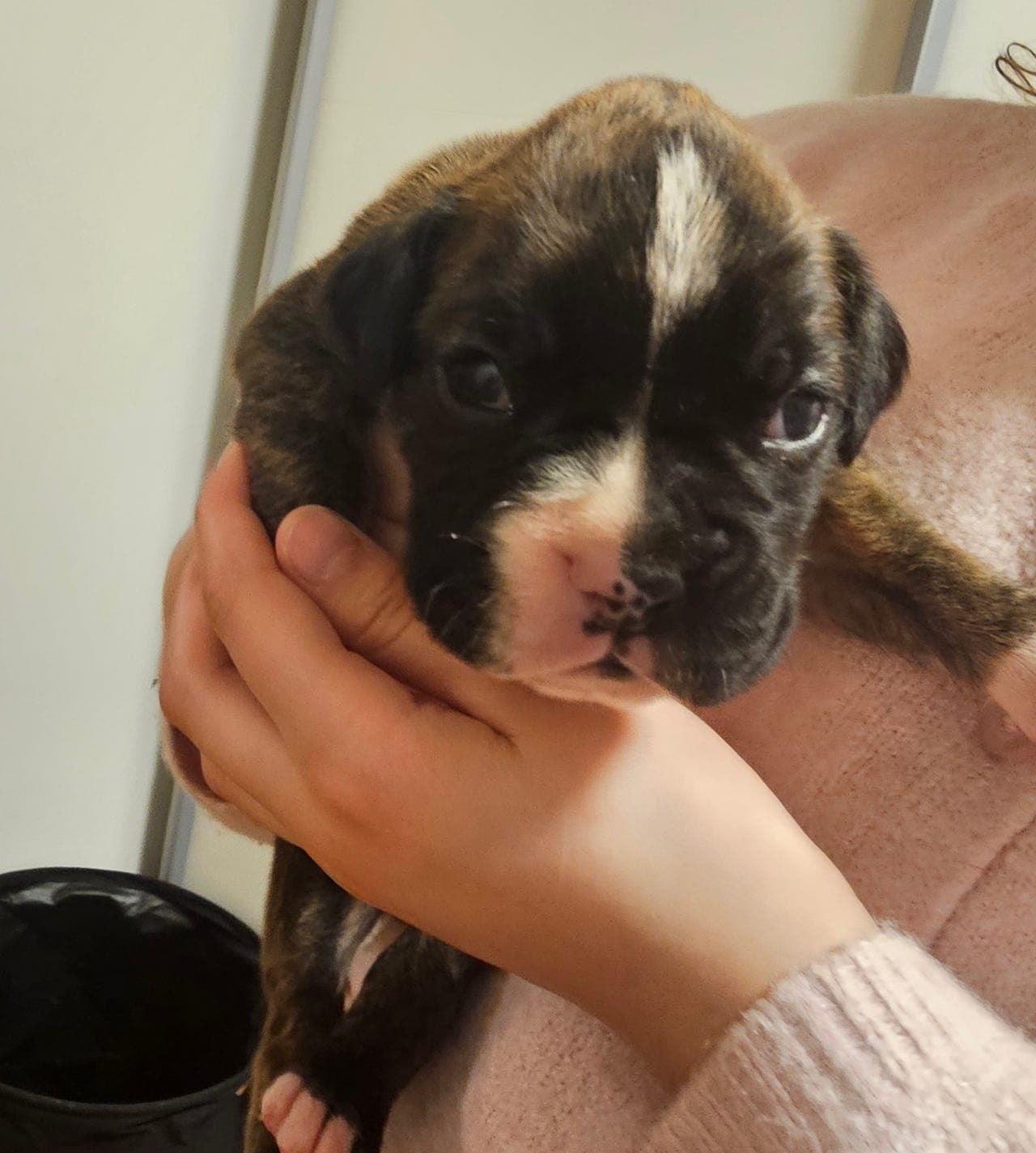 Boxer valper til sales! Leveringsklare  1.Mai