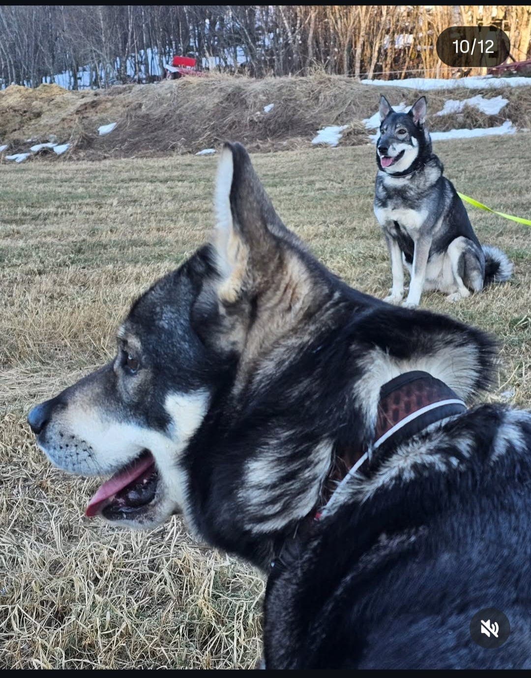 Jämthundvalper ventes