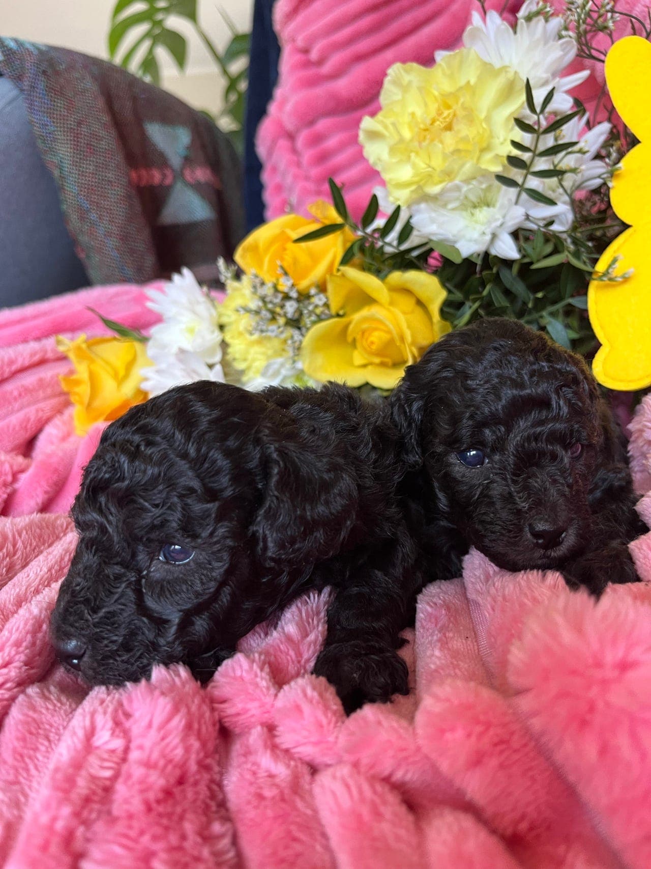 Ledig toy dvergpuddel gutt sølv