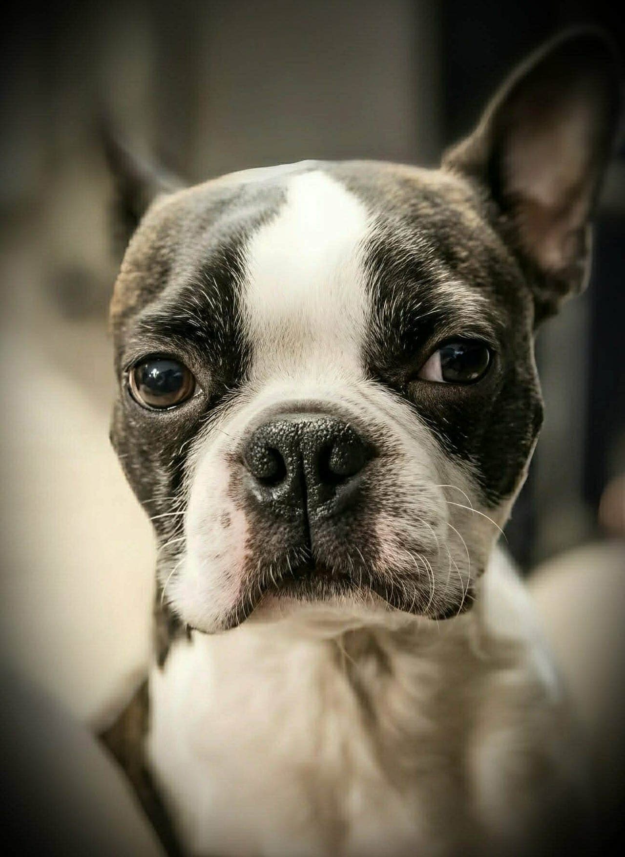 🐾 Avlastningshjem ønskes til verdens fineste Boston Terrier – Max