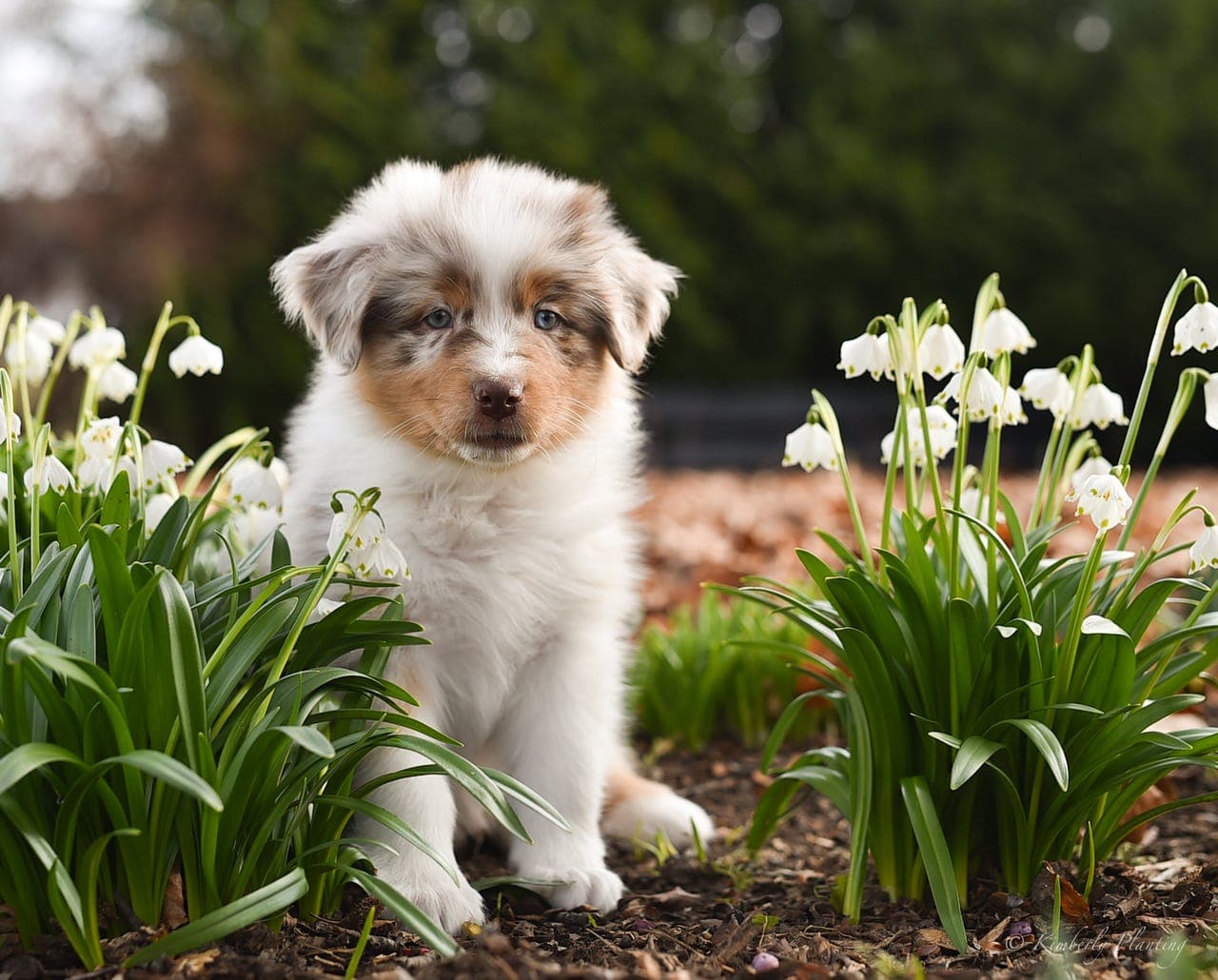 Australian Shepherd valp