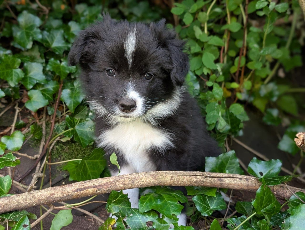 Pristine Border Collies har ledige valper