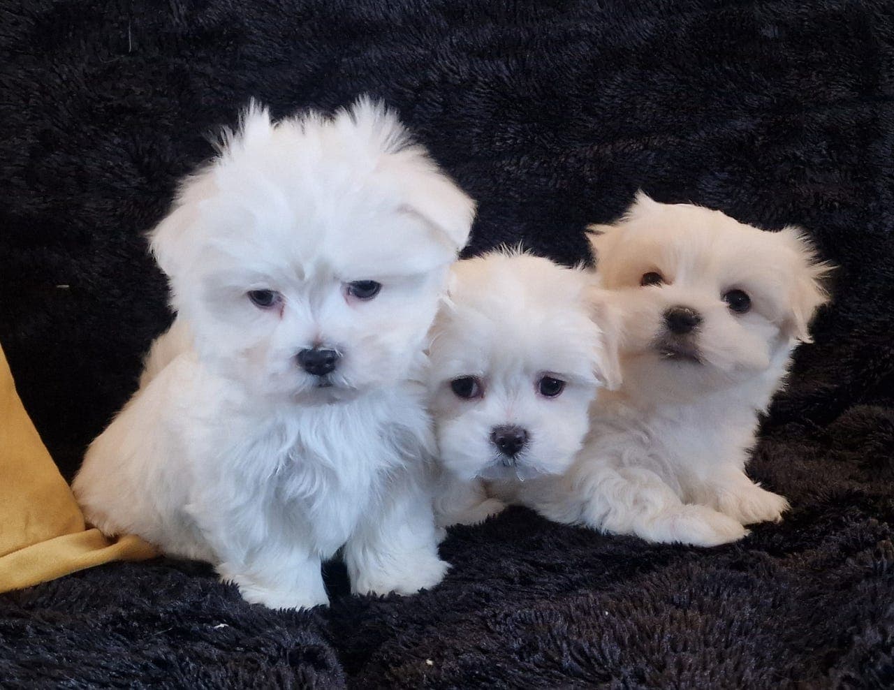 Godt sosialiserte malteservalper selges