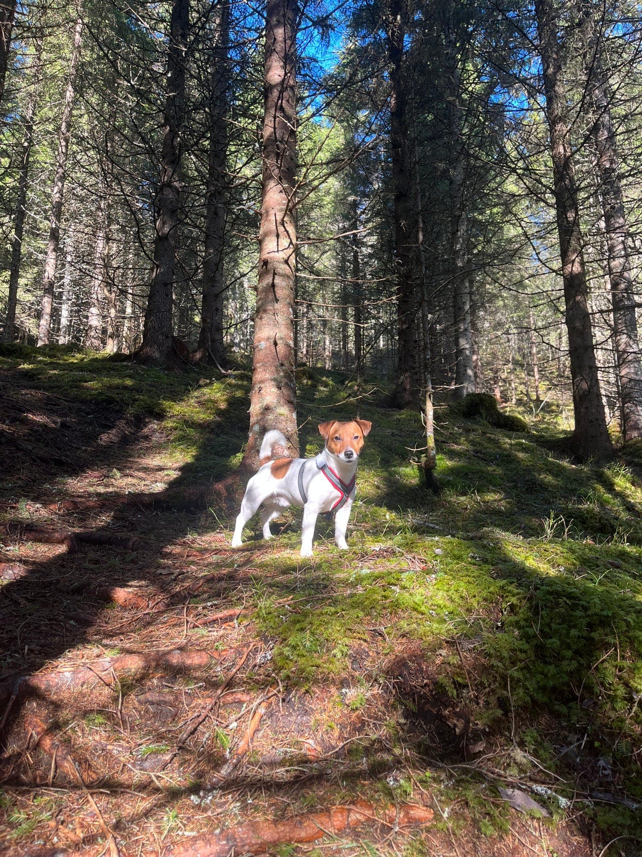 Jack russell terrier 1 år og 8 mnd selges